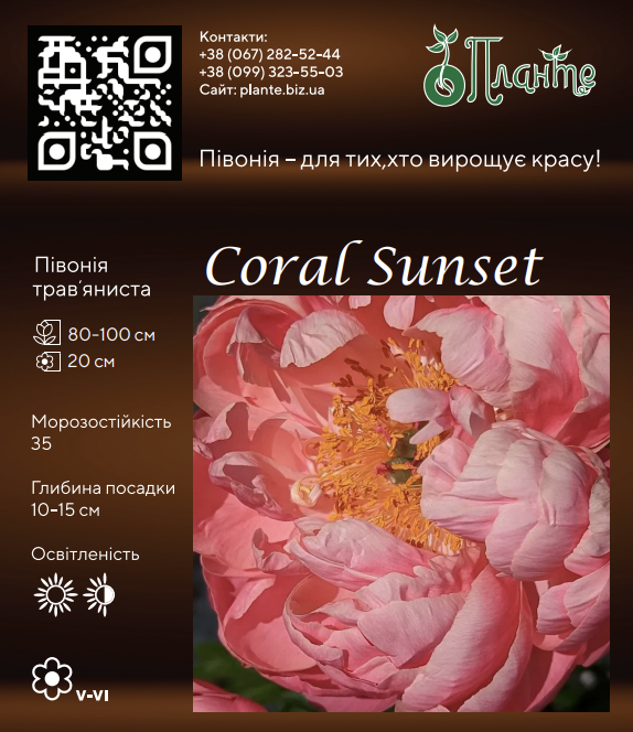 Coral Sunset