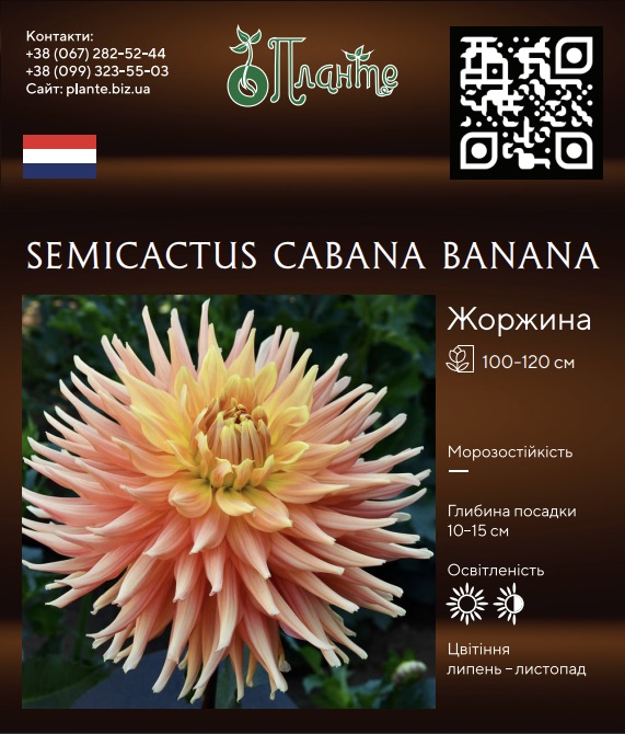Semicactus Cabana Banana