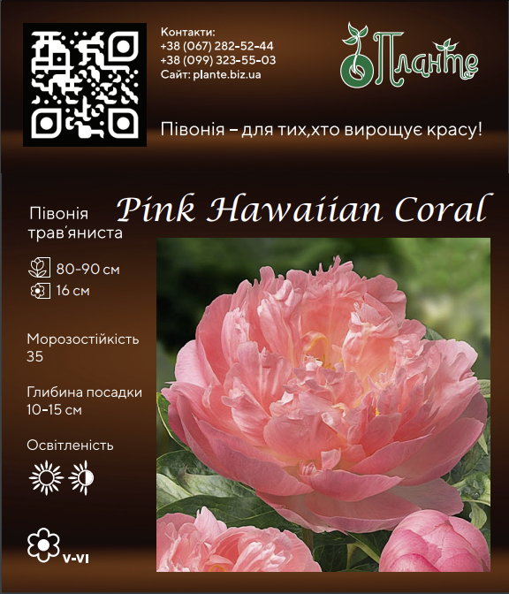Pink Hawaiian Coral