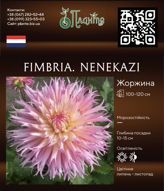 Fimbria. Nenekazi