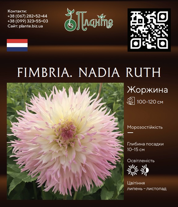 Fimbria. Nadia Ruth