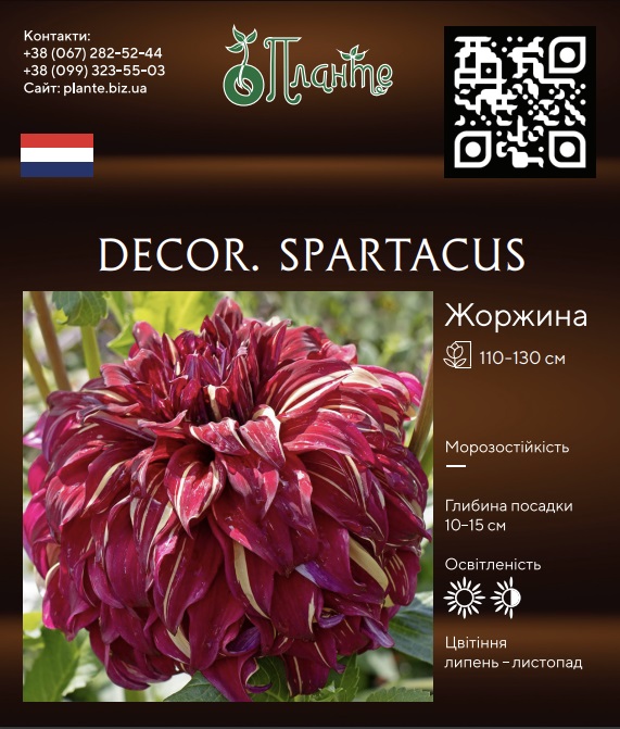 Decor. Spartacus
