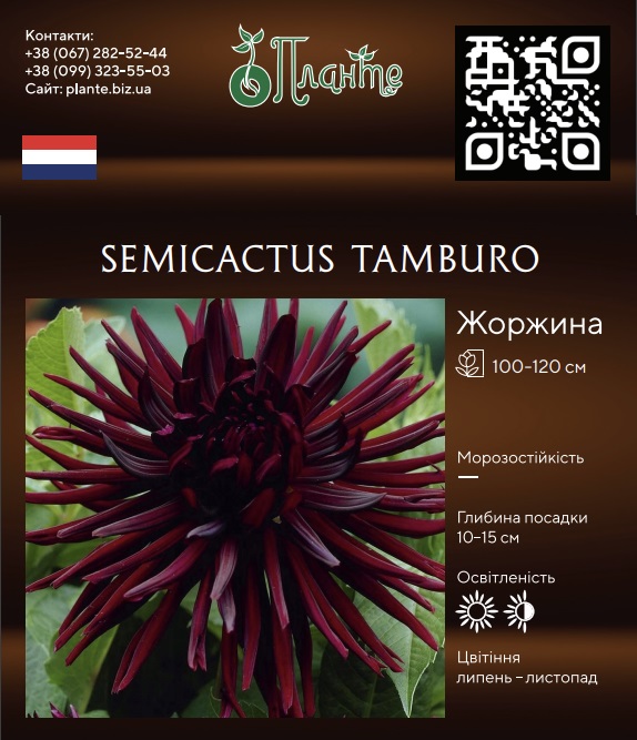 Semicactus Tamburo