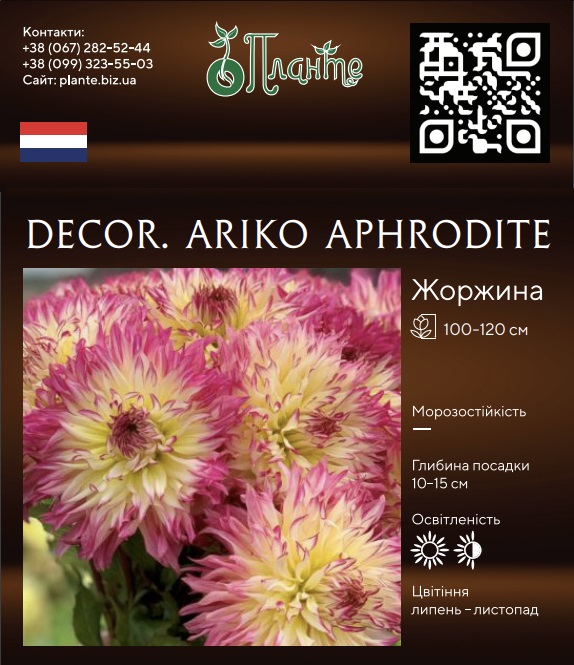 Decor. Ariko Aphrodite