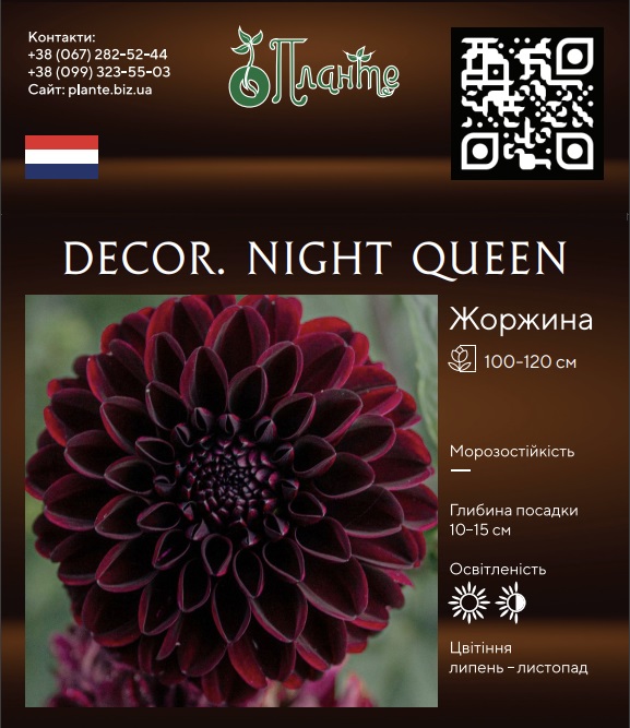 Decor. Night Queen
