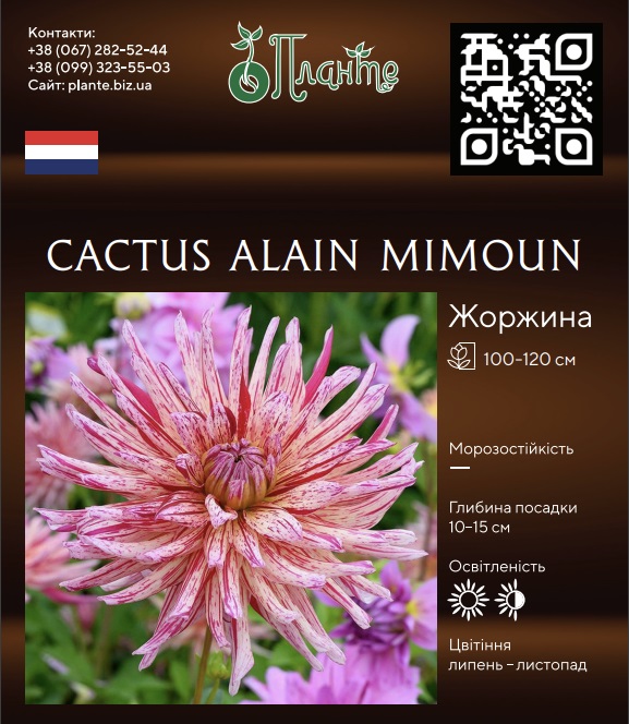 Cactus Alain Mimoun