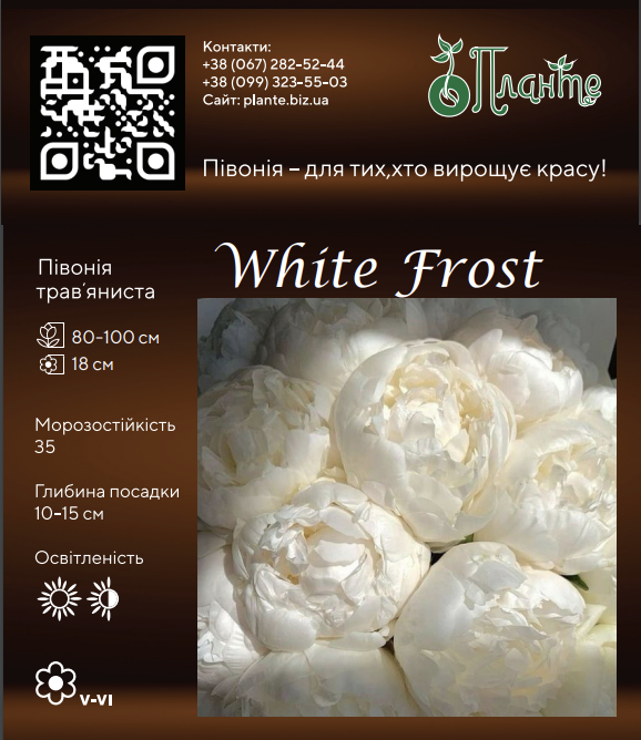 White Frost