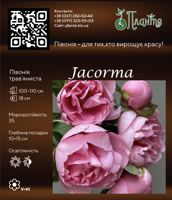 Jacorma