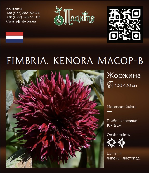 Fimbria. Kenora Macop-B