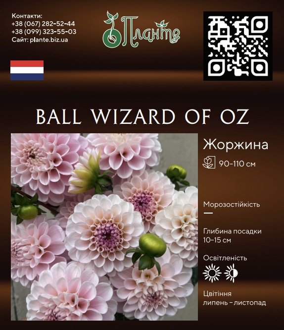 Ball Wizard of Oz