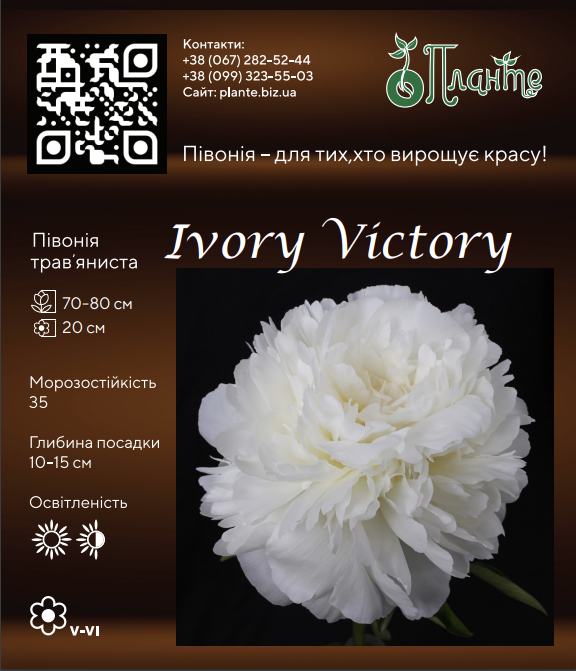 Ivory Victory
