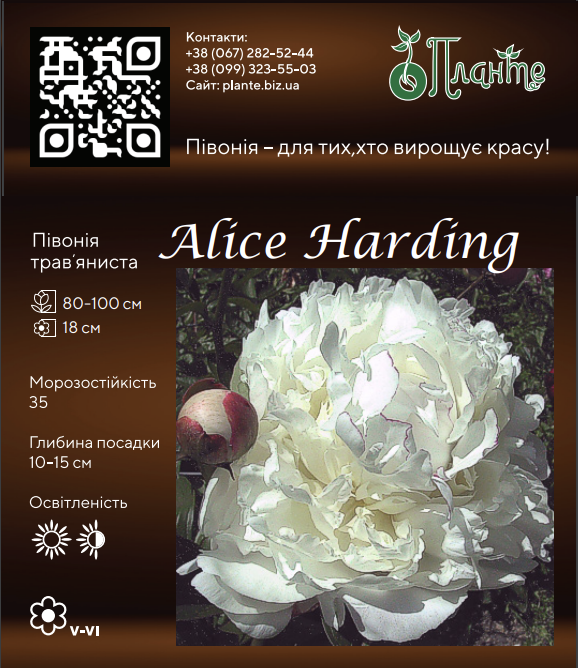 Alice Harding