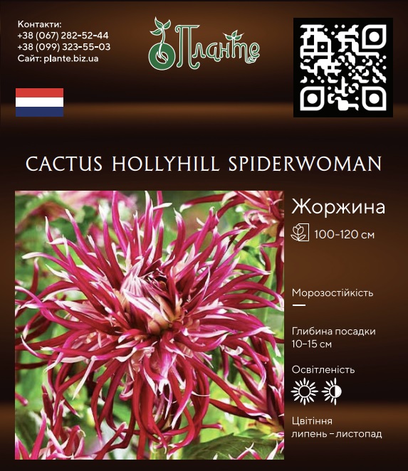 Cactus Hollyhill Spiderwoman