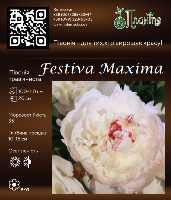 Festiva Maxima