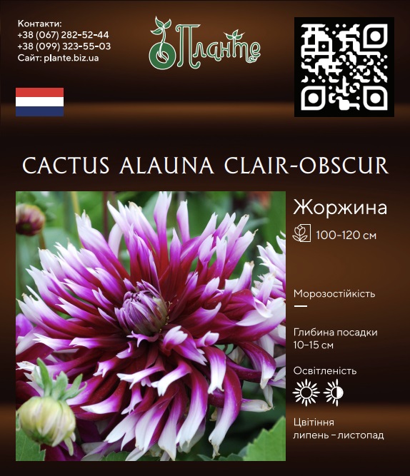 Cactus Alauna Clair-Obscur