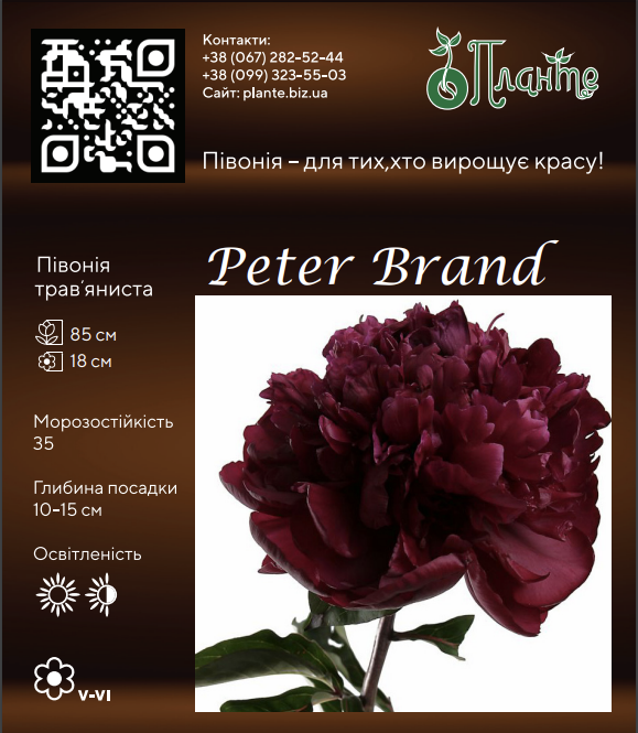 Peter Brand