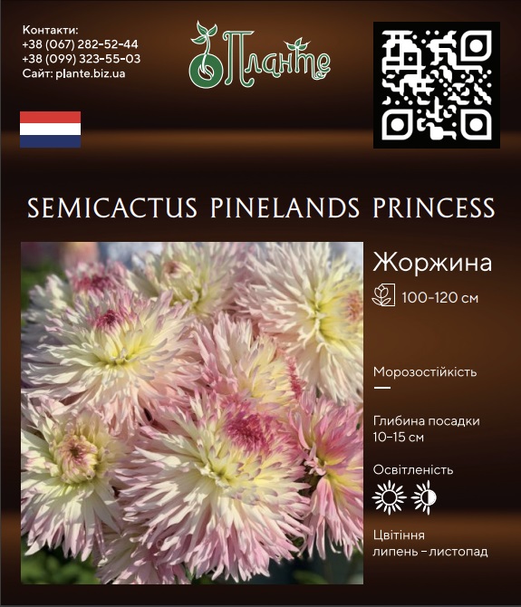 Semicactus Pinelands Princess