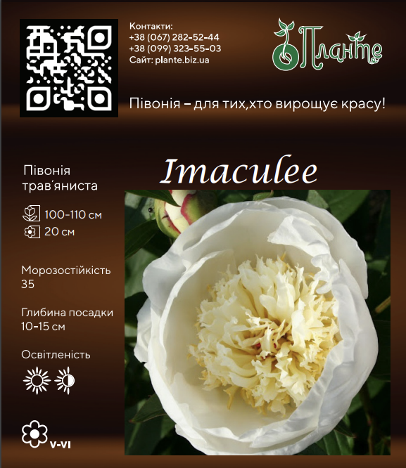 Imaculee