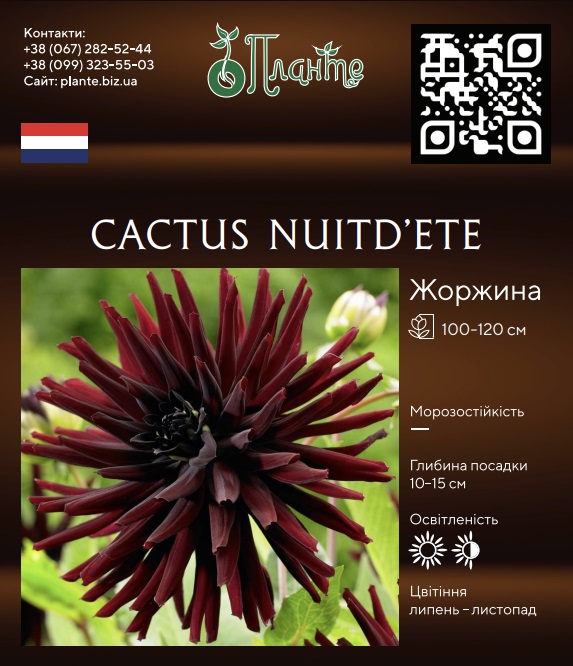 Cactus Nuit d'Eté