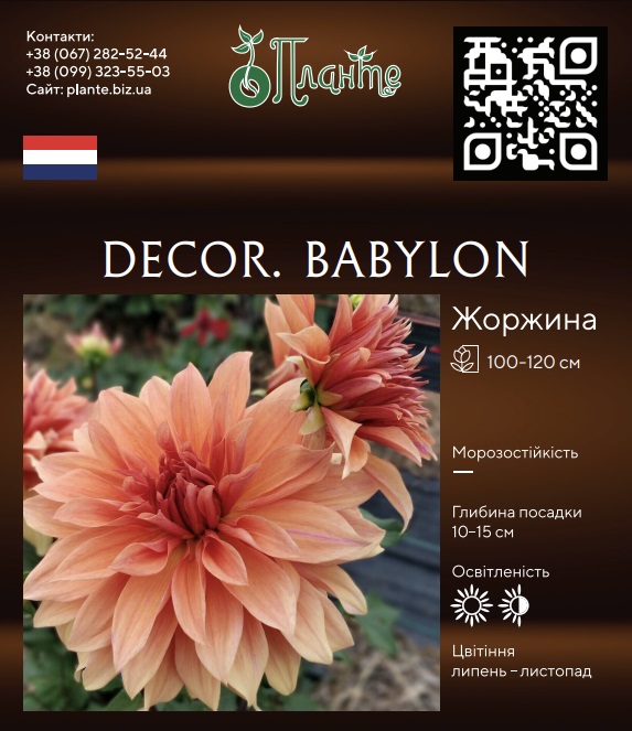 Decor. Babylon