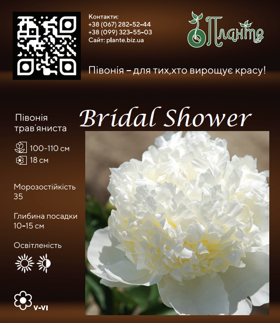 Bridal Shower