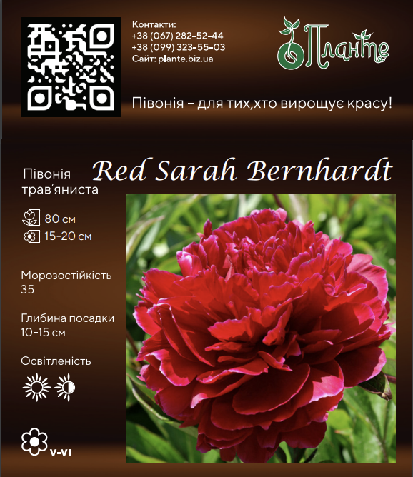 Red Sarah Bernhardt