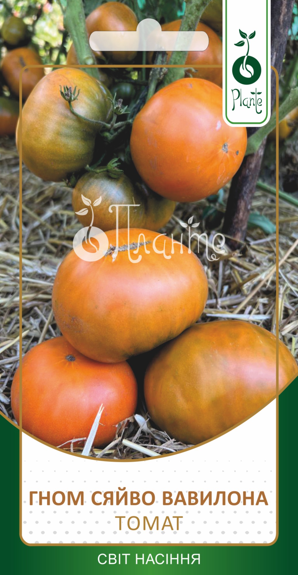 Томат Гном Сяйво Вавилона