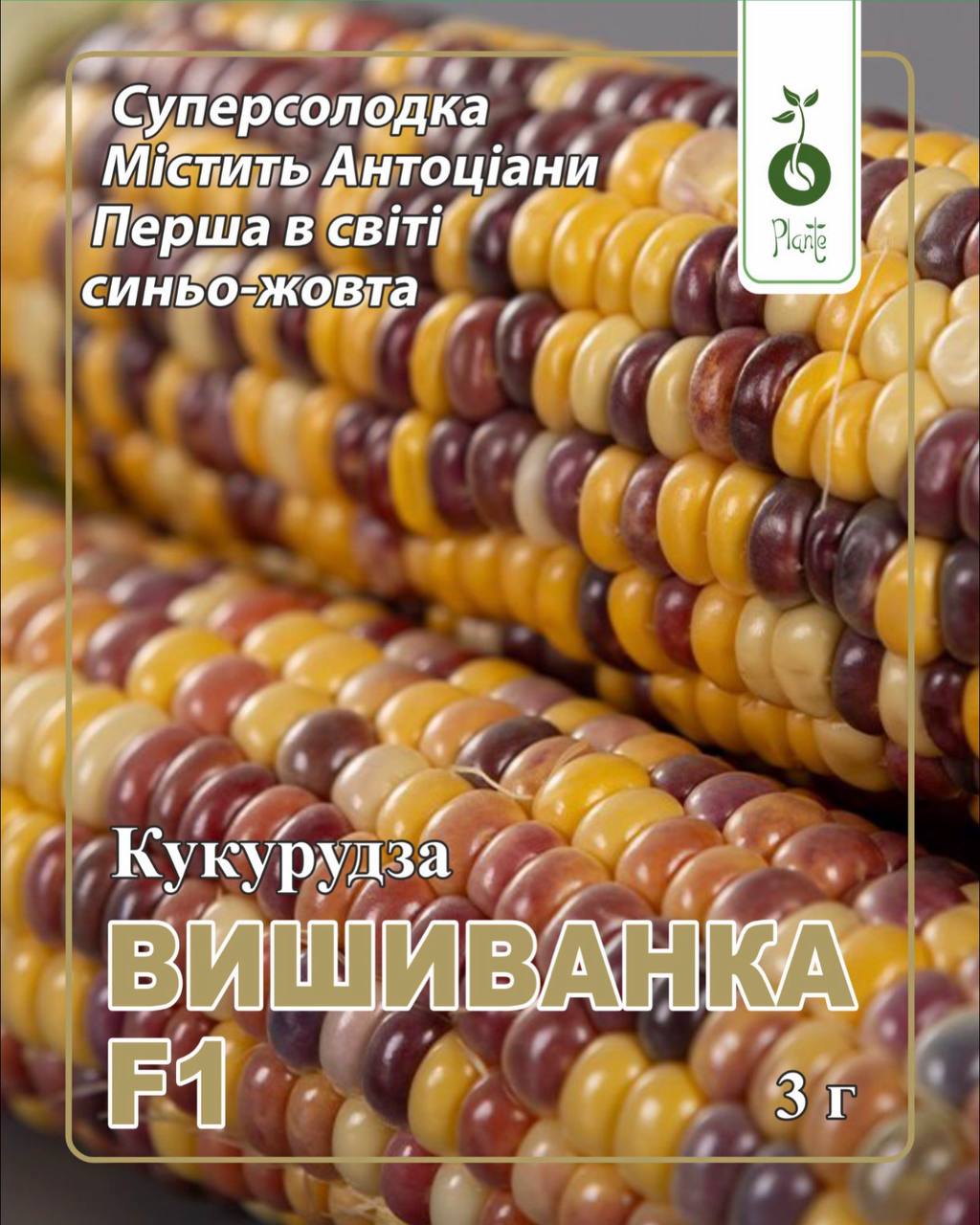 Кукурудза Вишиванка F1