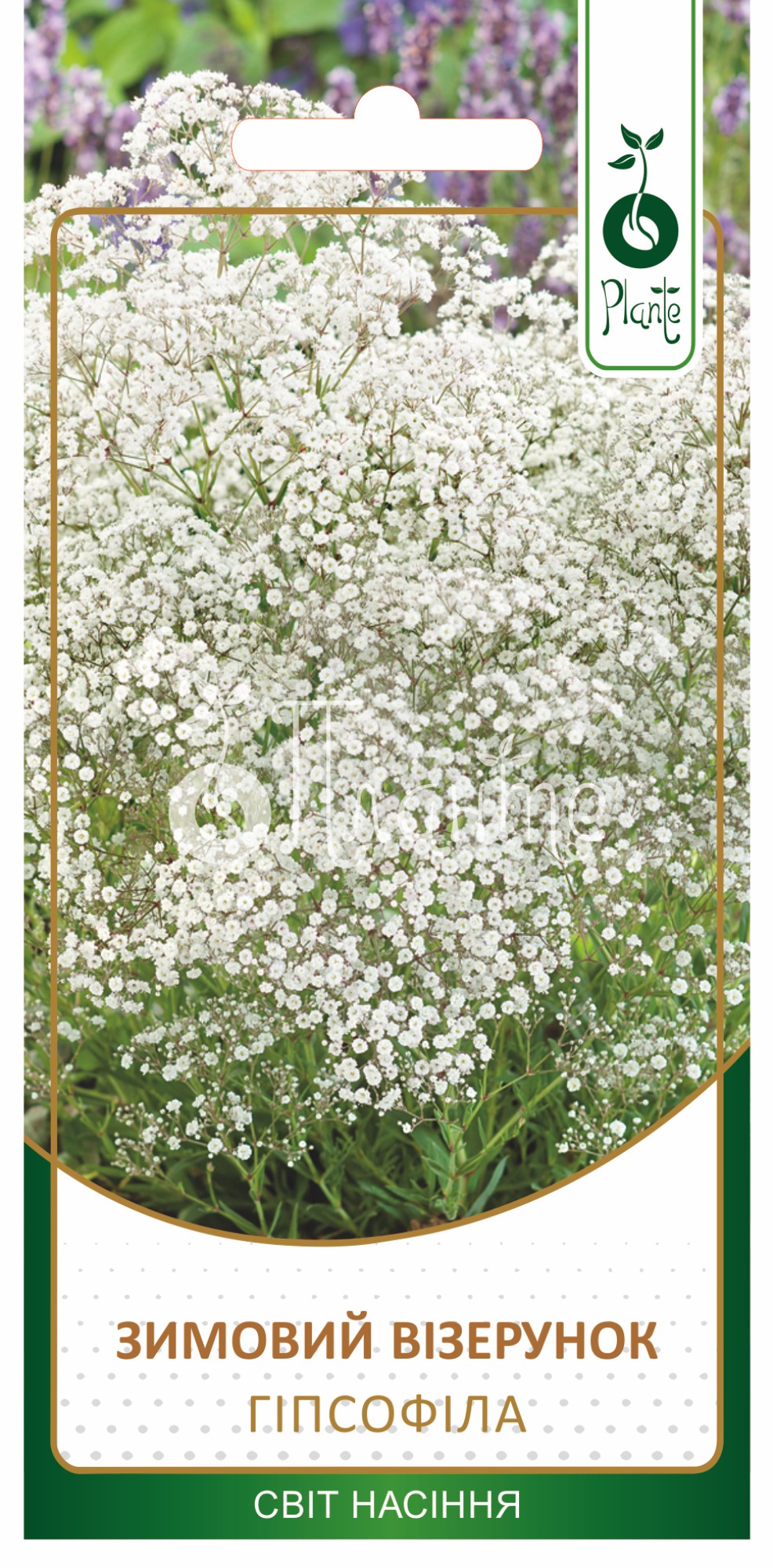 Гіпсофіла Зимовий візерунок