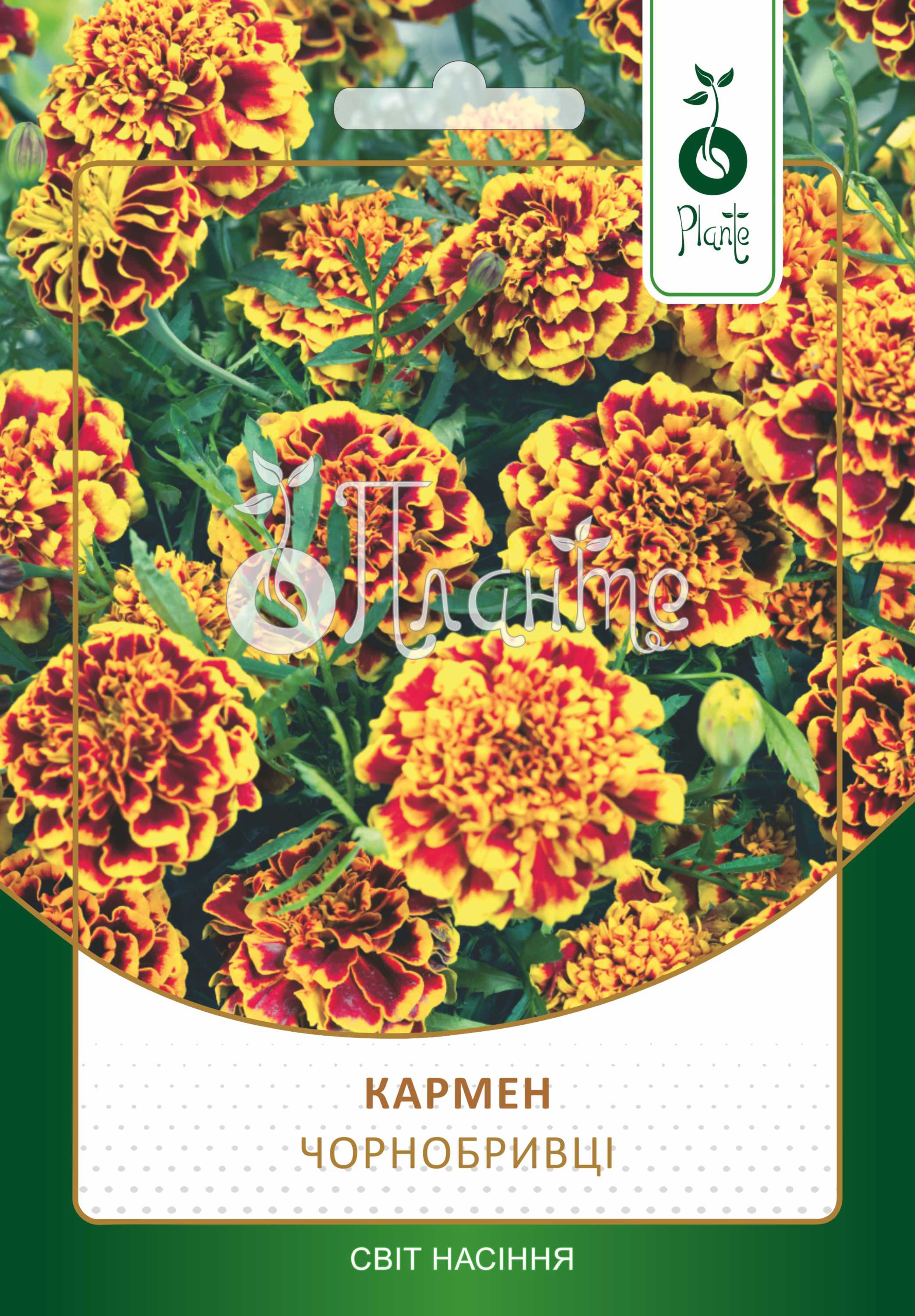 Чорнобривці Низькорослі Кармен