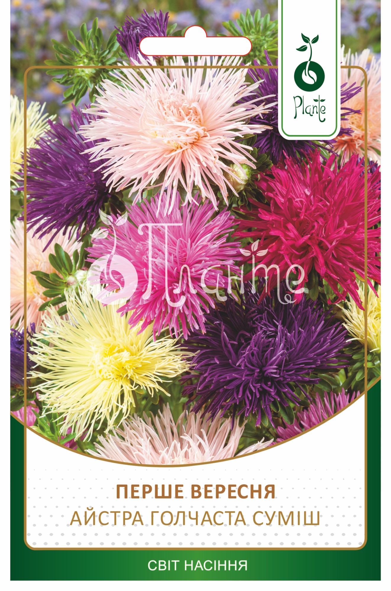 Айстра Перше вересня голчаста суміш