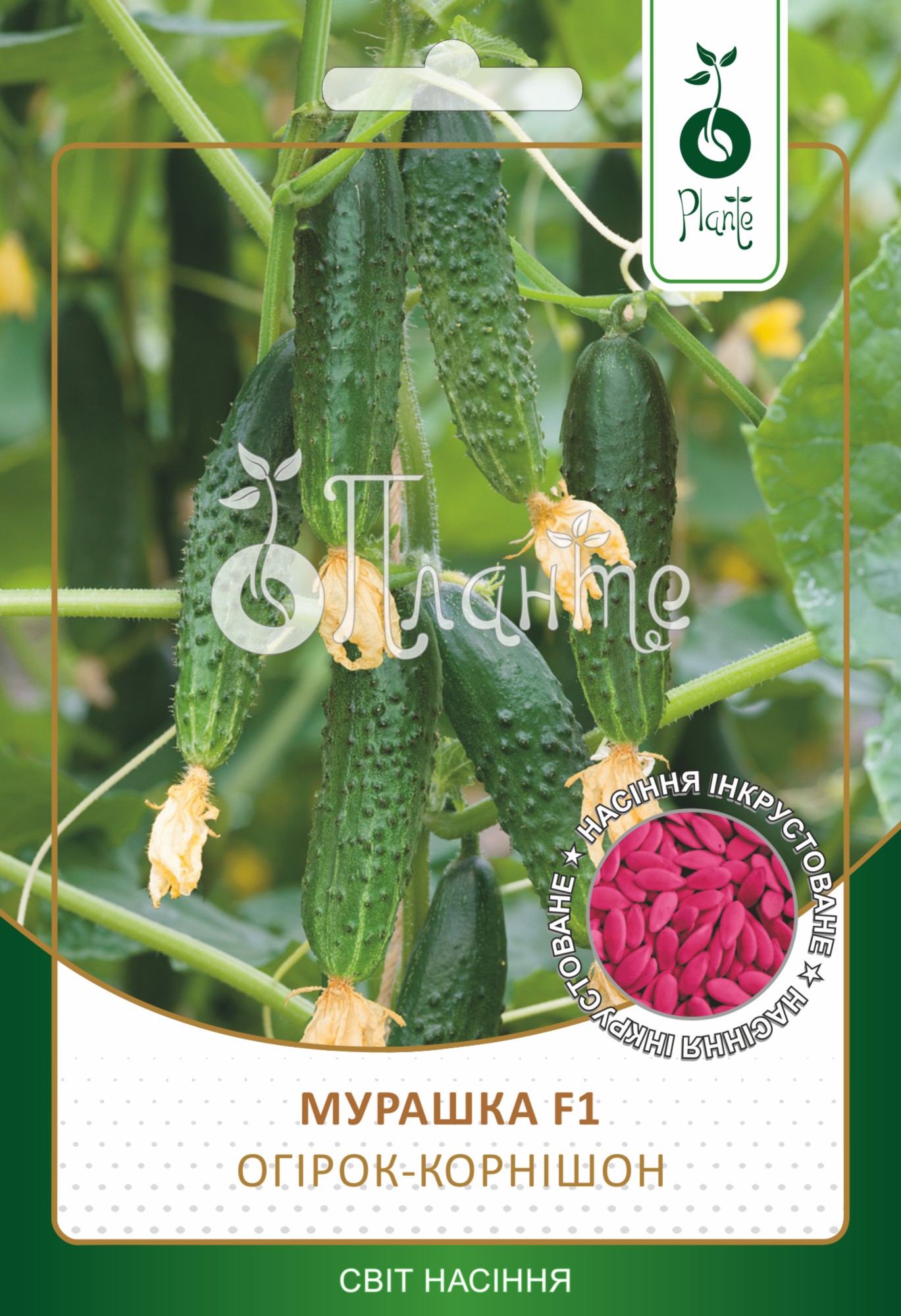 Огірок-корнішон 