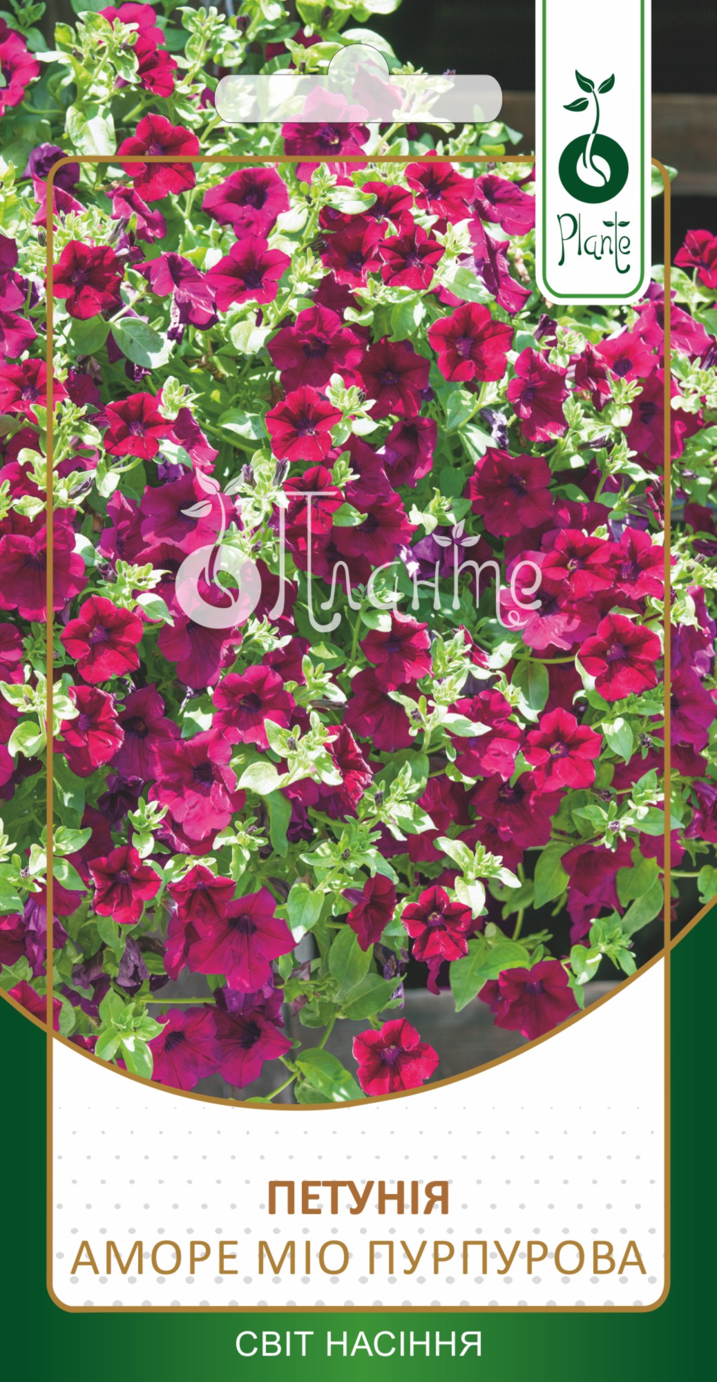 Петунія Аморе Міо Пурпурова