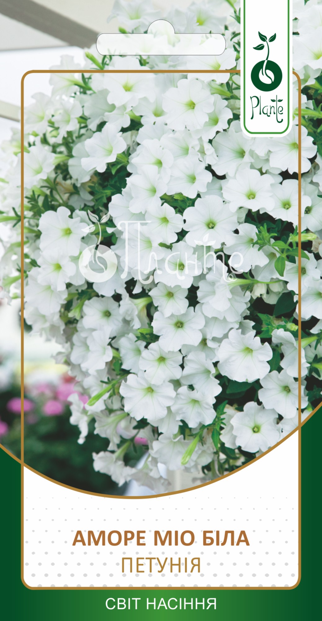 Петунія Аморе Міо біла