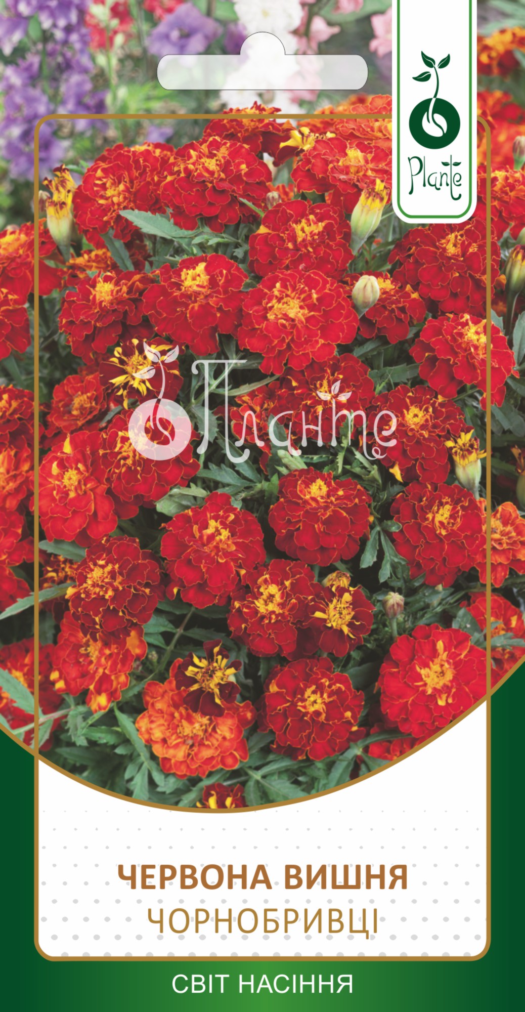 Чорнобривці 