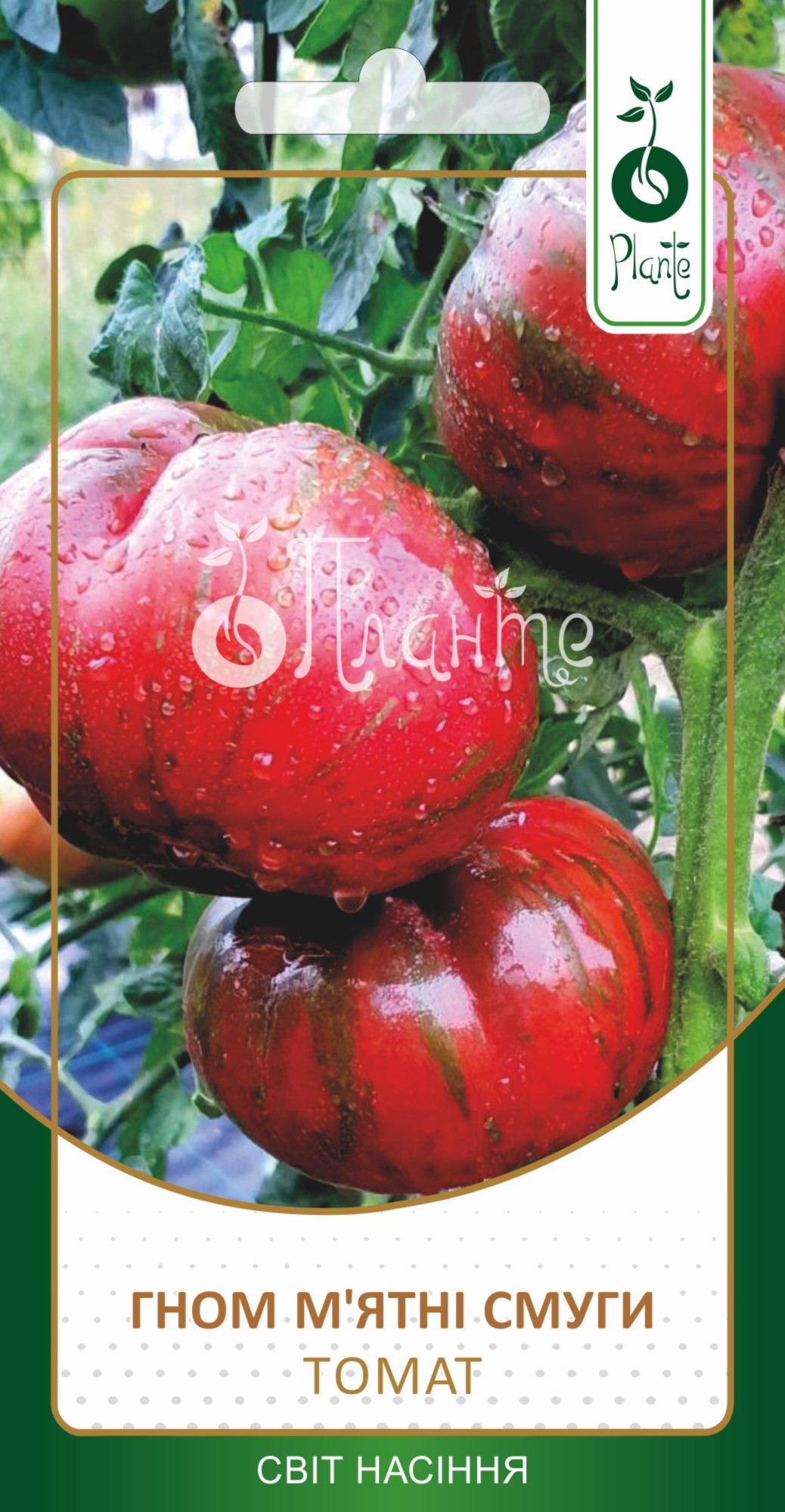 Томат Гном М'ятні Смуги